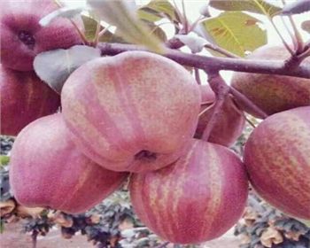 河南梨樹苗基地